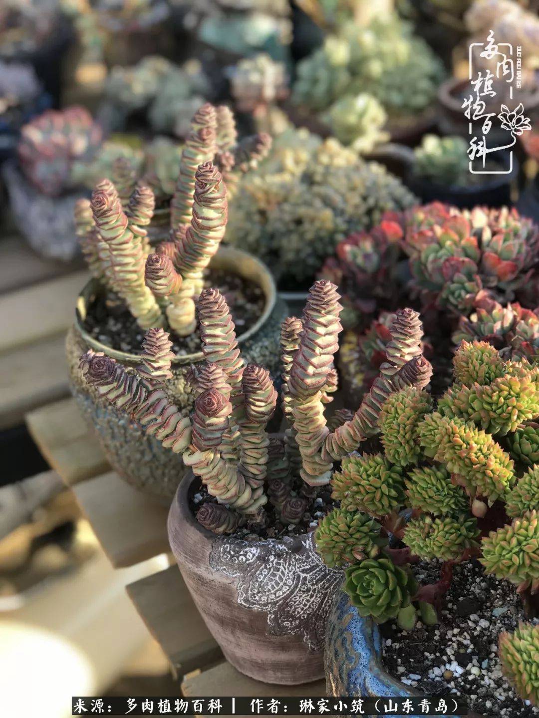 夏天已过一半你们的多肉还好吗,夏天已过半