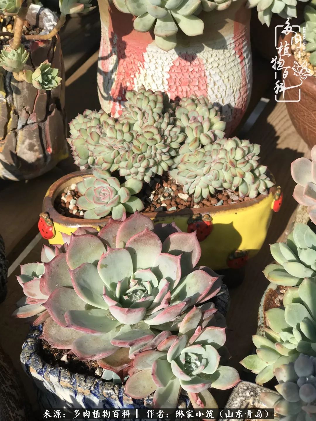 夏天已过一半你们的多肉还好吗,夏天已过半