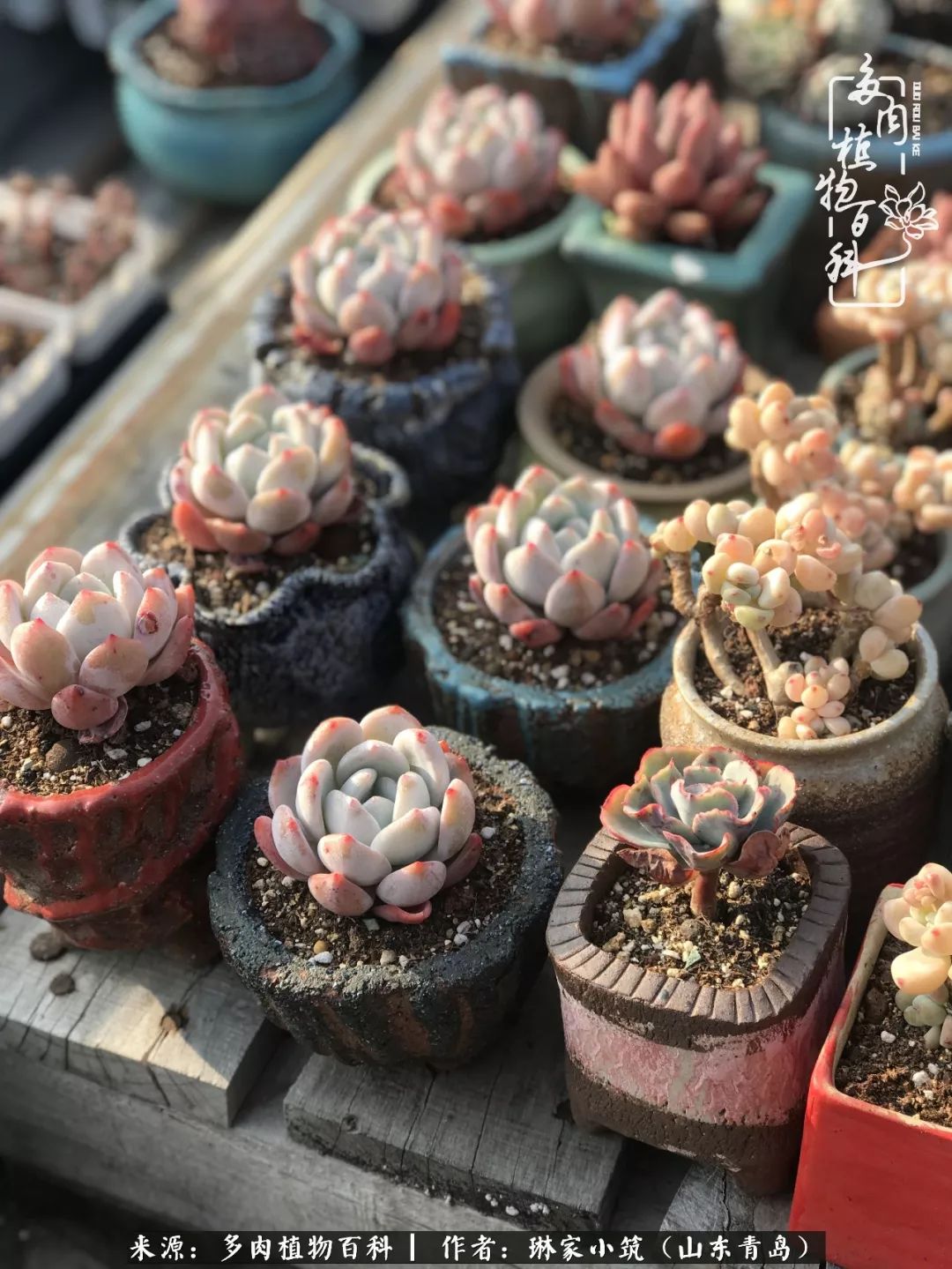 夏天已过一半你们的多肉还好吗,夏天已过半