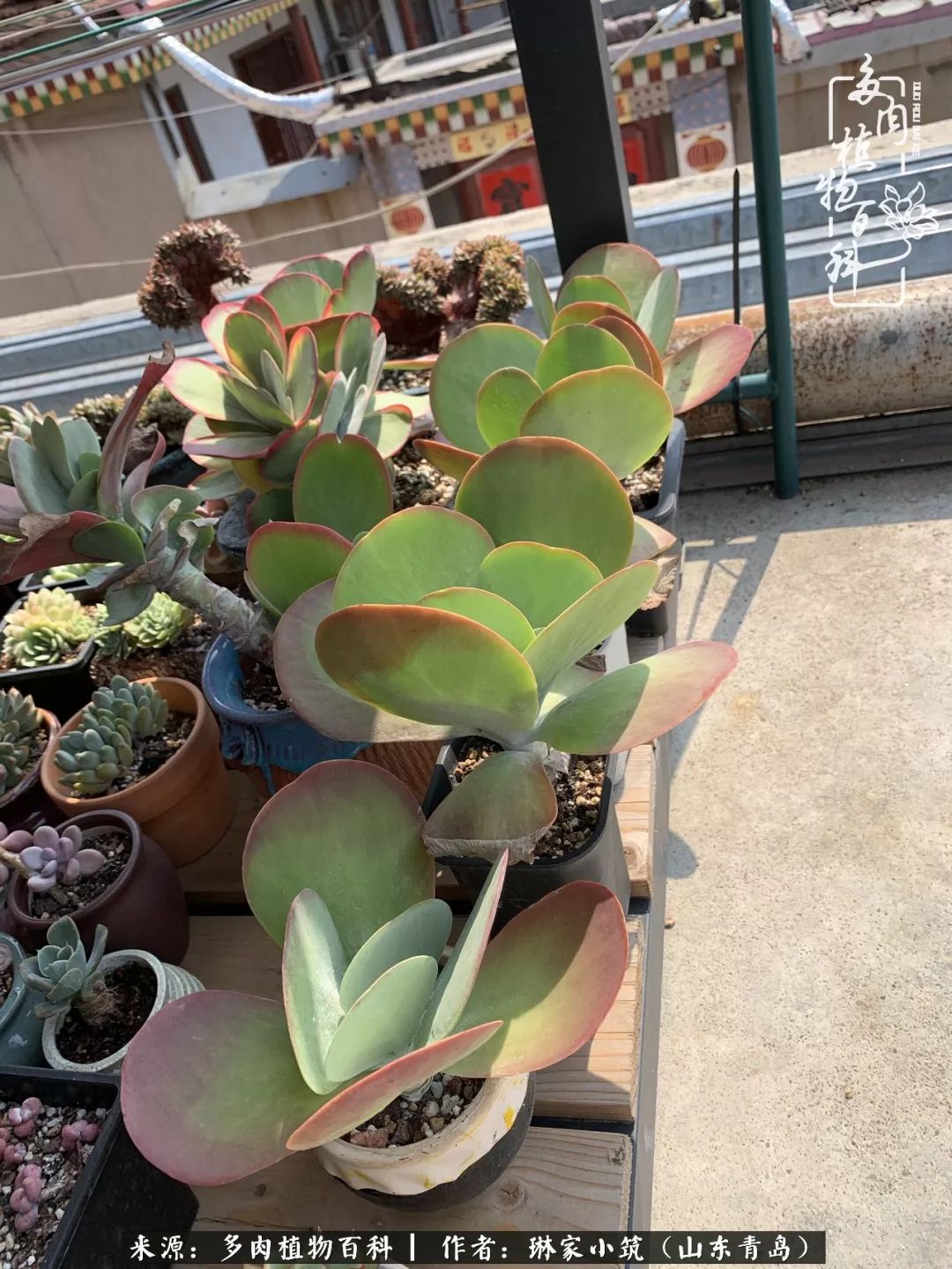 夏天已过一半你们的多肉还好吗,夏天已过半