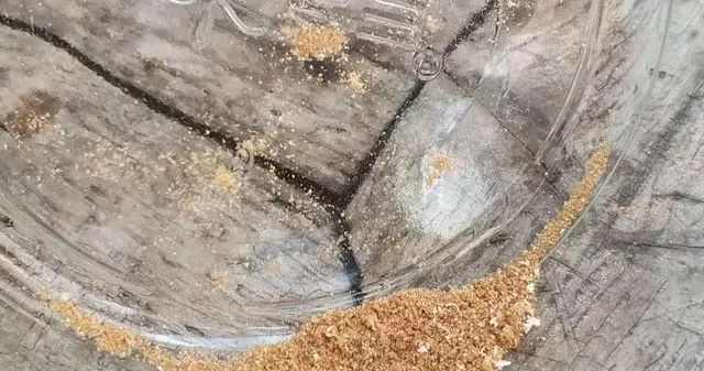 虫蛀的陈皮还能吃吗,陈皮虫蛀了怎么办