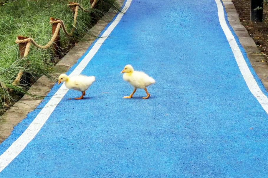 仙气荷池、时光走廊、滨湖绿道……川大持续惊艳焕颜！同学：这是仙境吗？