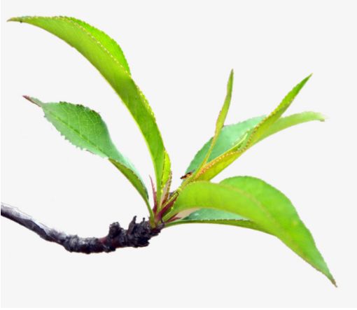 什么是痱子科普小知识,治疗严重痱子11个小偏方