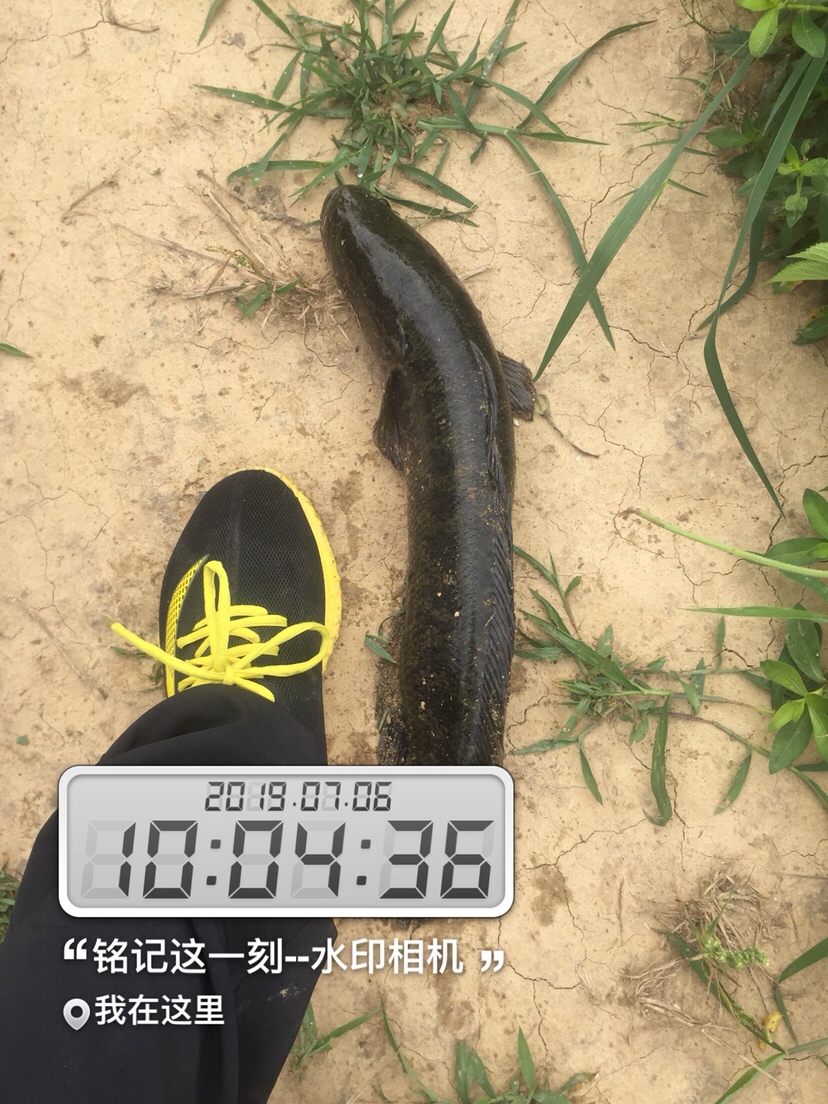 雷强2020年视频,2019雷强视频