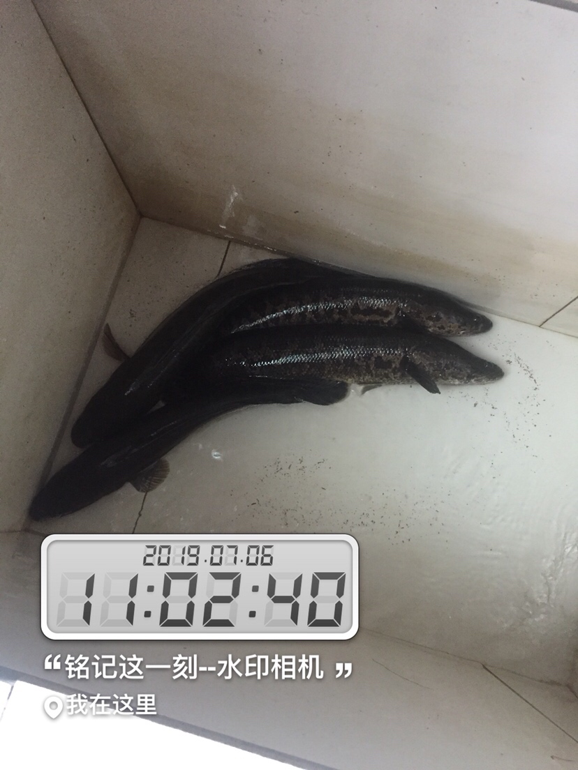 雷强2020年视频,2019雷强视频