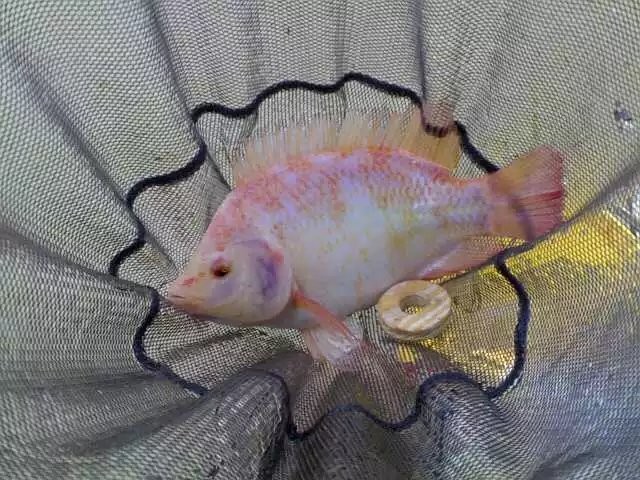 罗非的正确吃饵方法,钓罗非的心得和经验