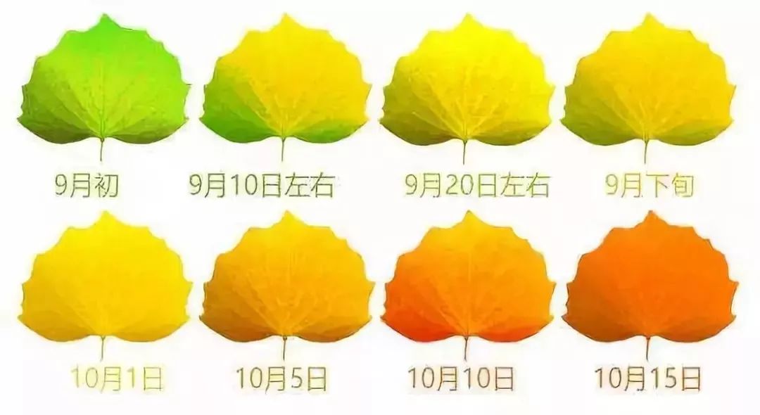 包头去额济纳胡杨林攻略,广州到额济纳胡杨林攻略