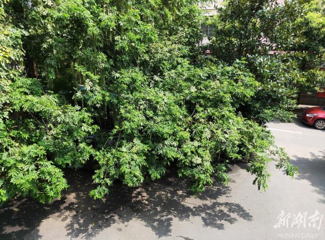 朱鹮是东方白鹤吗,东方宝石朱鹮