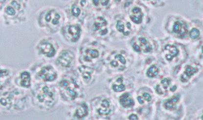 99%抗菌的菜板，不发霉，磨刀磨蒜样样能行