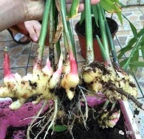 盆栽种姜的正确方法和步骤,家庭盆栽生姜选什么生姜种好