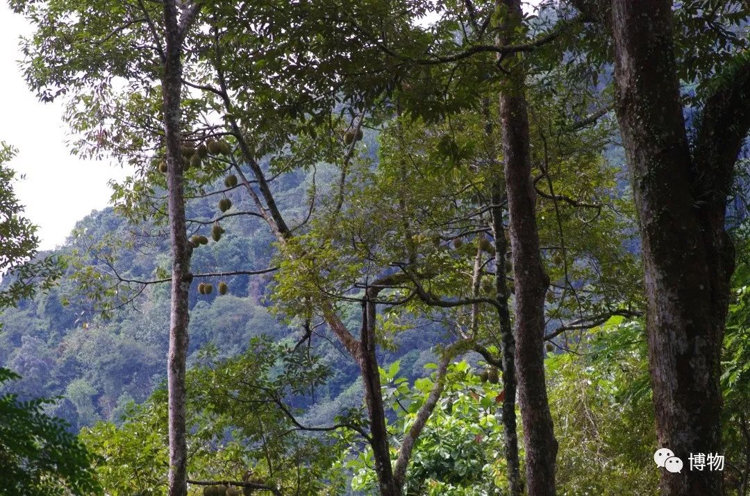 榴莲到底是啥味道,榴莲到底是甜的还是臭的
