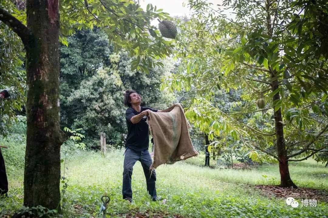 榴莲到底是啥味道,榴莲到底是甜的还是臭的