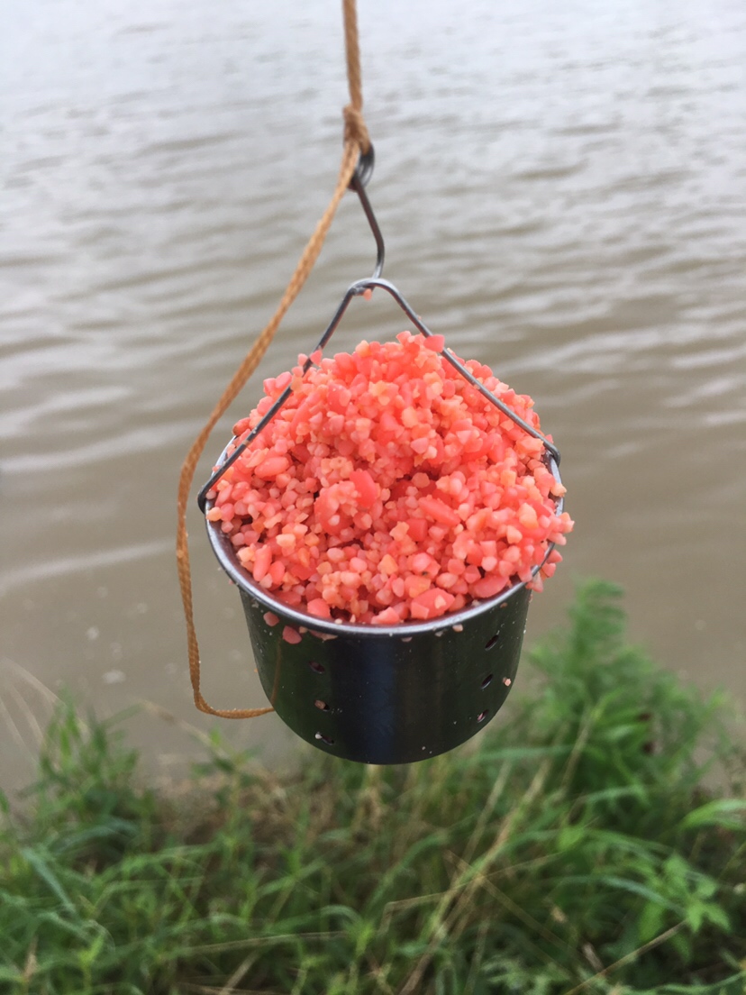 崇明钓昂刺,崇明岛野钓昂刺鱼