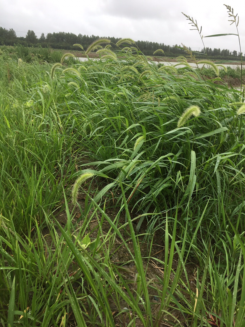 崇明钓昂刺,崇明岛野钓昂刺鱼
