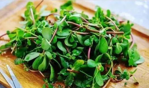 夏天必备解暑食物,夏季清热解毒的菜