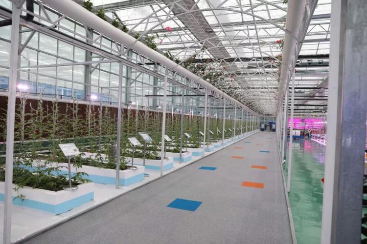 乡村振兴百村示范项目,乡村振兴双百典型示范工程