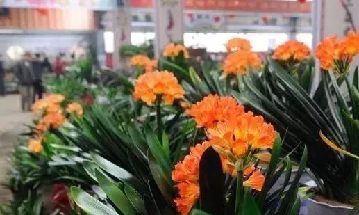 人大代表提议牡丹为国花,建议将牡丹确定为国花