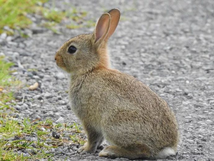 世界上最长的兔子是什么品种 (世界上最珍稀的兔子是什么兔子)