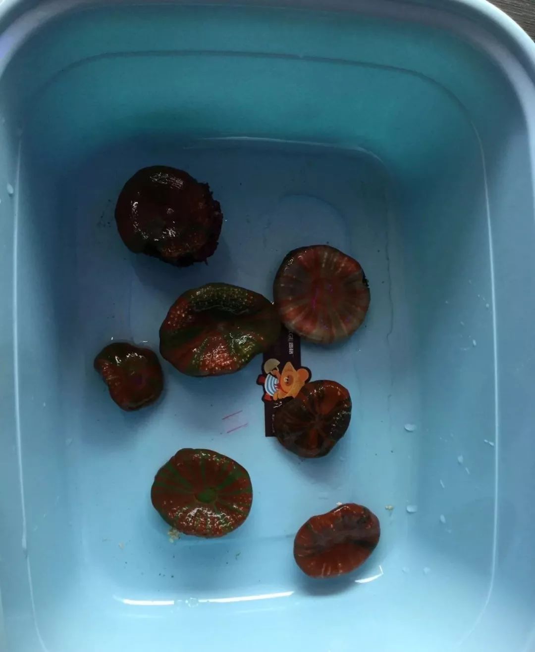 新开缸每天都有鱼死,新开缸鱼一直死