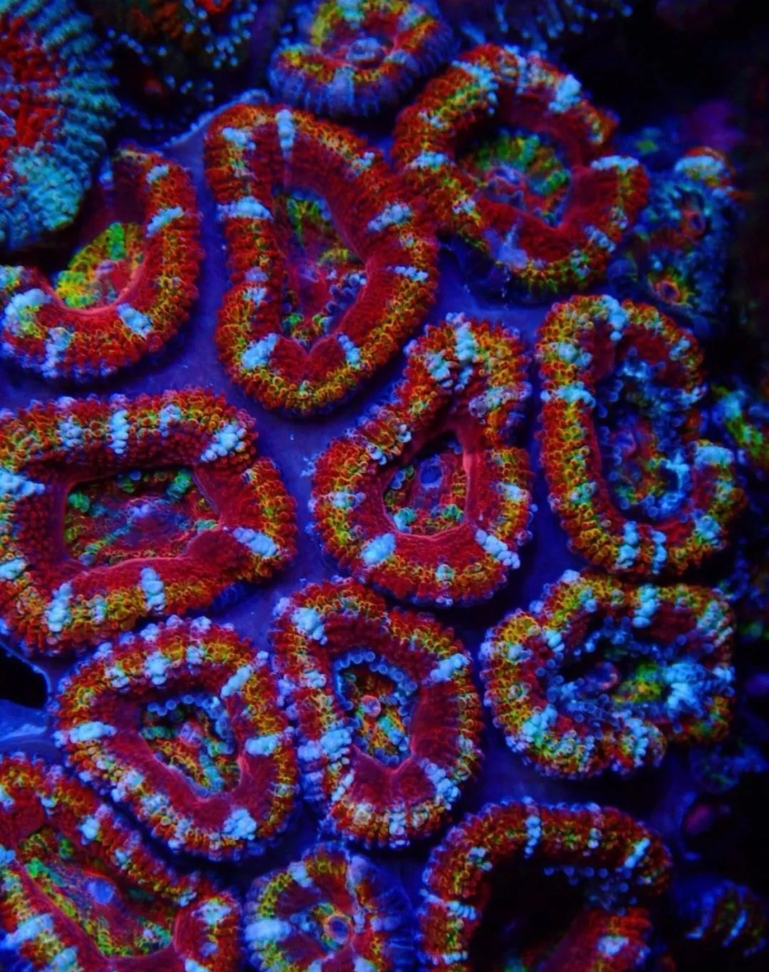 新开缸每天都有鱼死,新开缸鱼一直死