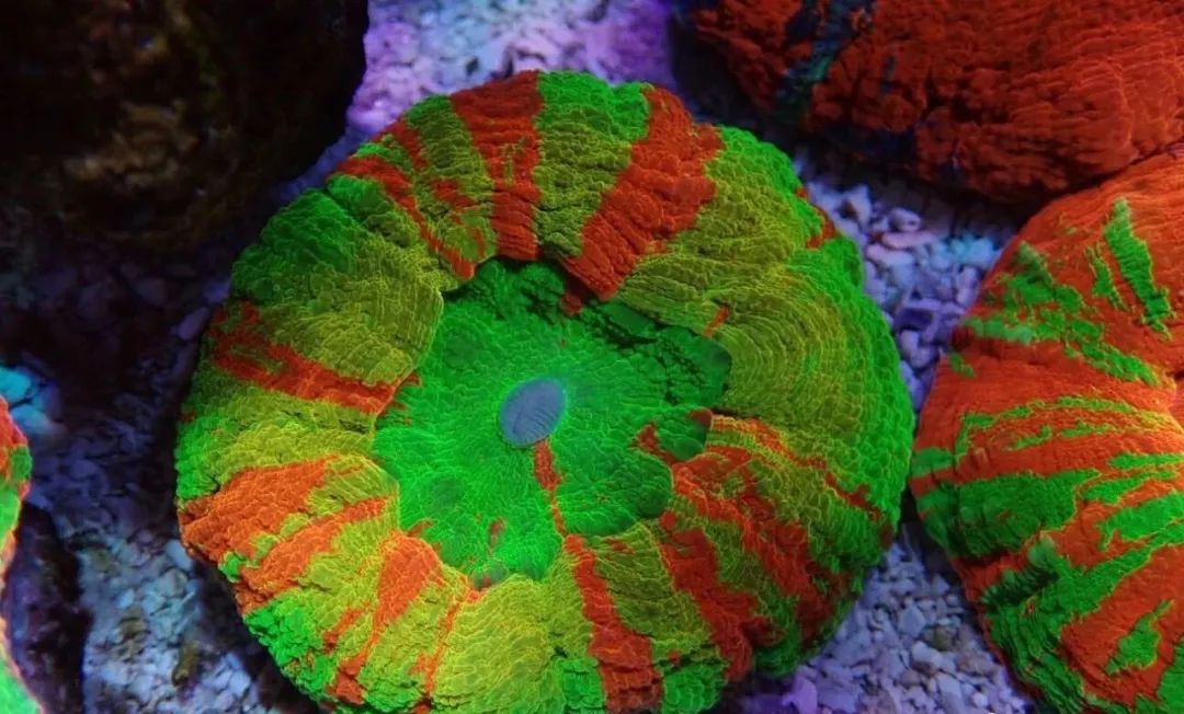 新开缸每天都有鱼死,新开缸鱼一直死