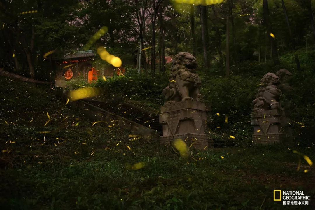 南京古寺看萤火,南京萤火虫在灵谷寺还是明孝陵