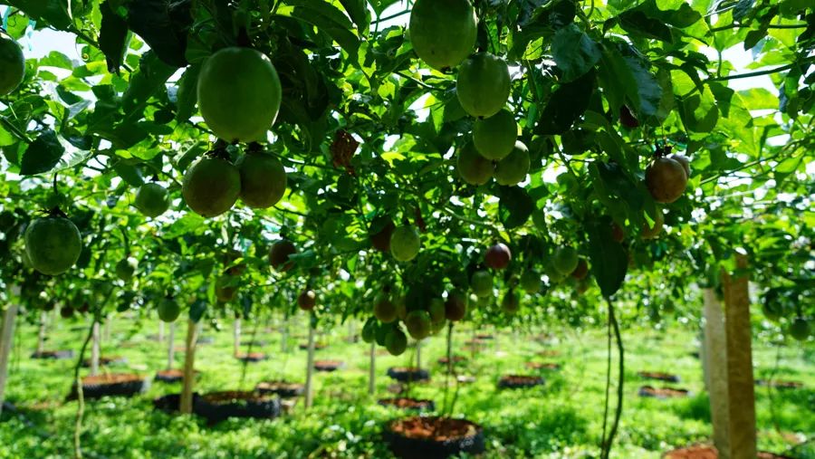 宾川最出名的石榴,大理宾川石榴
