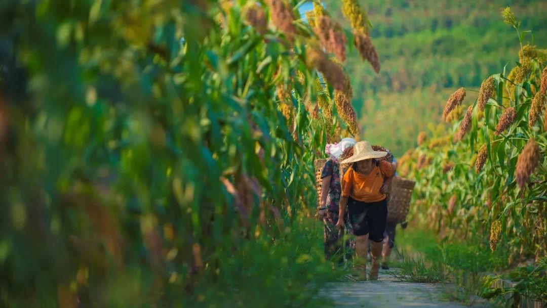 又见高粱红,又见高粱红1-40集解说