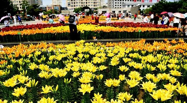 美爆了全球最美樱花,美爆长春公园的油菜花海盛放