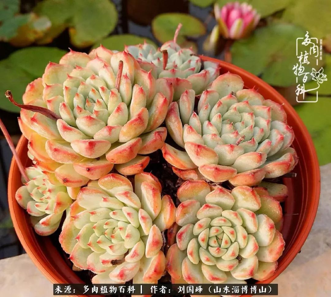 夏季多肉褪色前后对比,聊聊多肉夏季如何防护