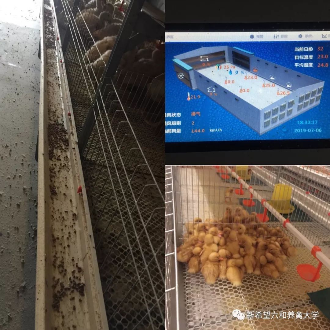 鸡小肚子疼是什么原因,鸡为什么肚子疼