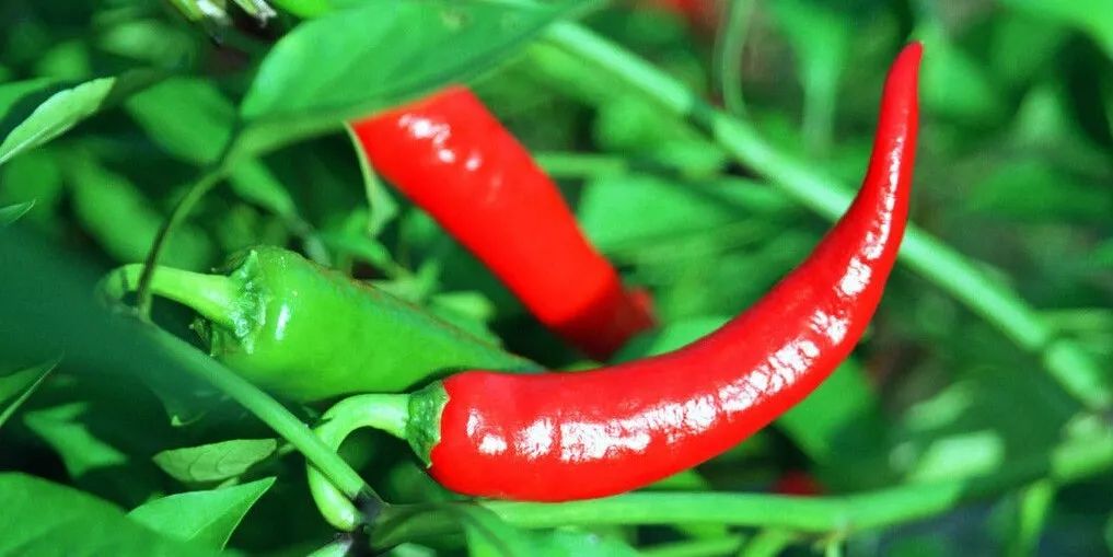 清洁力强消背痘的沐浴露,瘦身美白沐浴液