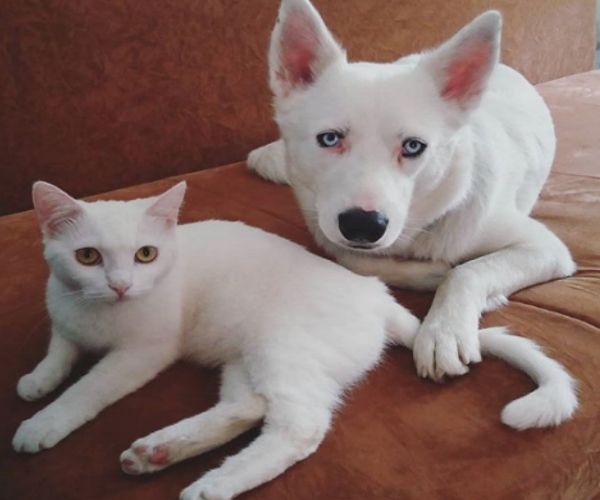 命中注定！主人正想为全白爱犬找伴白浪猫就送上门