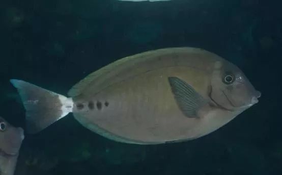 混养海缸鉴赏,混养大型海缸