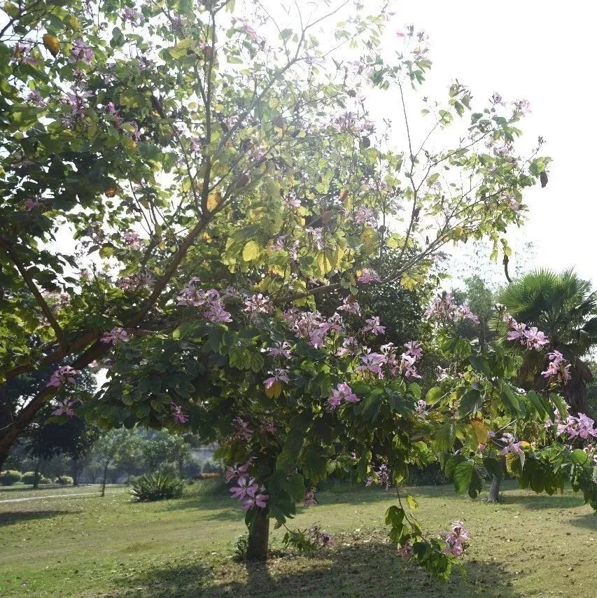 湛江有没有好景点,湛江有没有什么景点