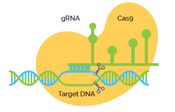 金色葡萄球菌感染会死吗,金色葡萄球菌感染有危险吗