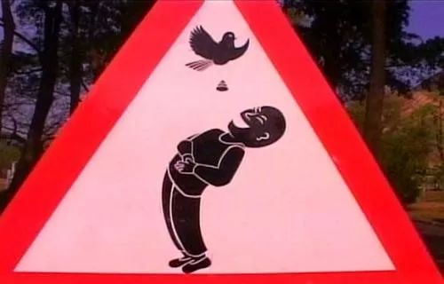 鸟屎为什么有青的,鸟屎为什么是一条条的