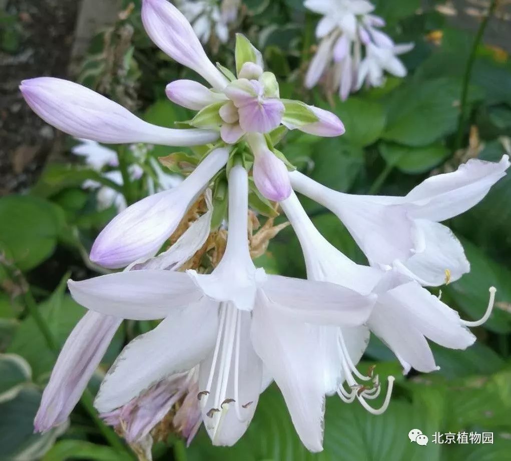 最耐寒的玉簪品种,北京植物园园艺