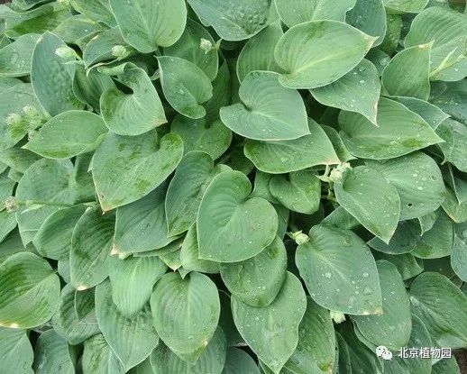 最耐寒的玉簪品种,北京植物园园艺