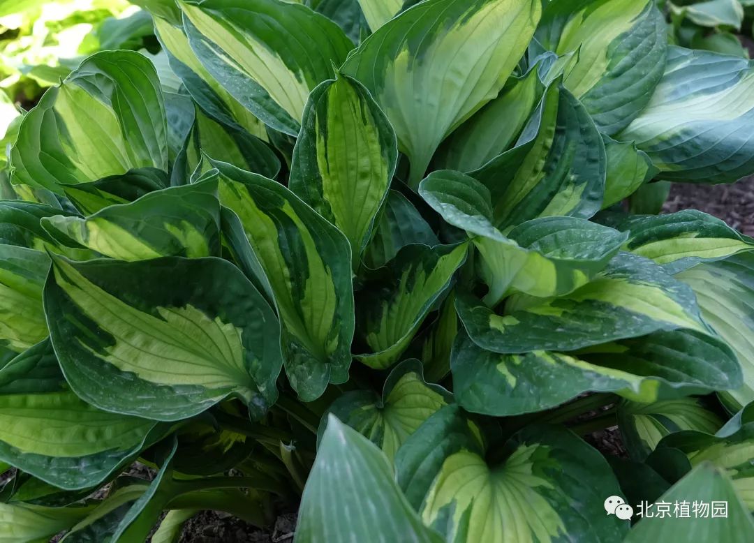 最耐寒的玉簪品种,北京植物园园艺