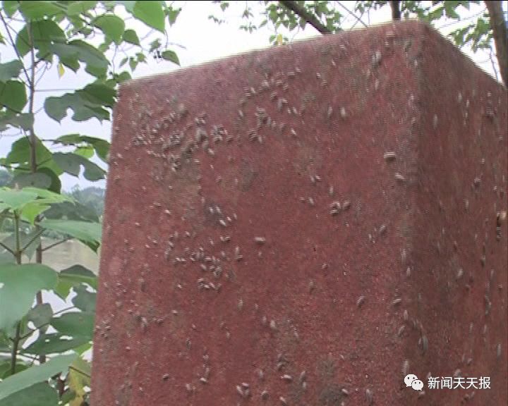 盘点细思极恐的虫子,盘点你不知道的虫子