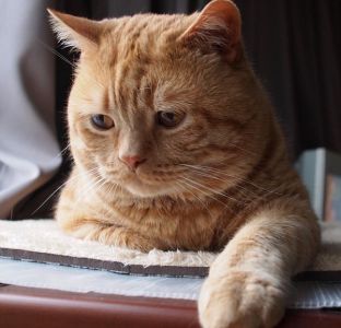 日本小丧猫凭“厌世脸”火遍全网,30w网友心都被萌化了…