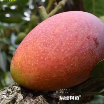 辰颐物语水果代理平台,辰颐物语果园直发招代理