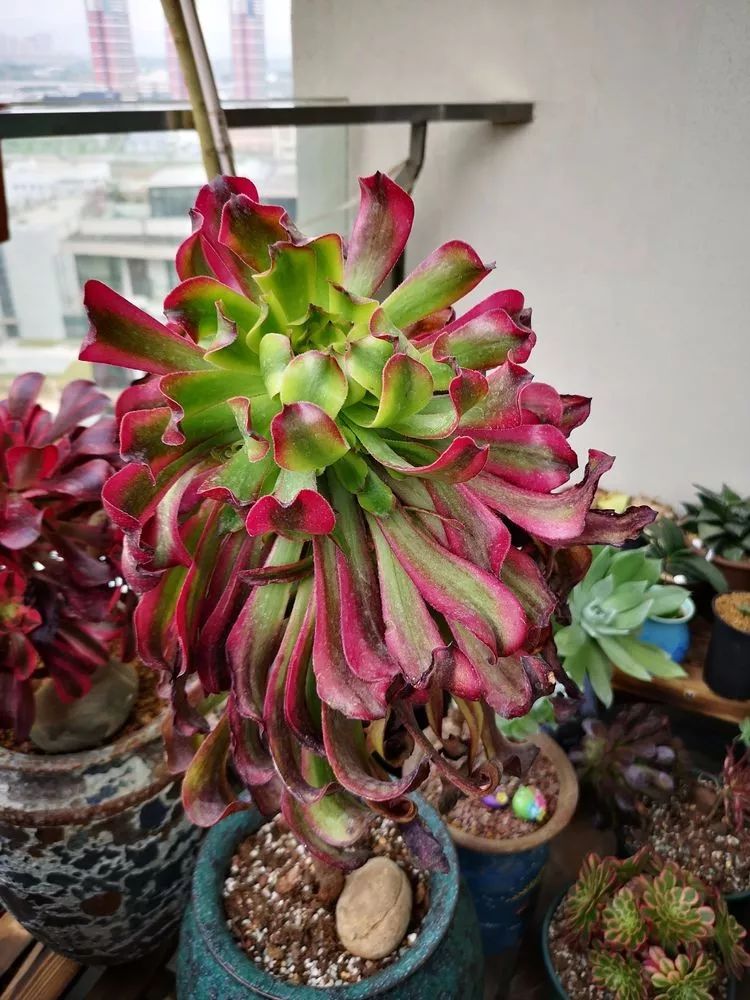 法师主根黑腐了怎么办,法师黑腐还能救活吗