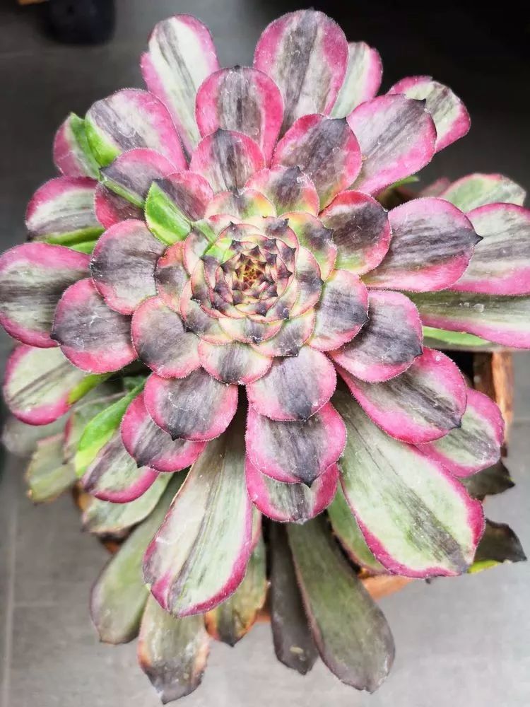 法师黑腐是什么原因,法师叶子黑腐是咋回事