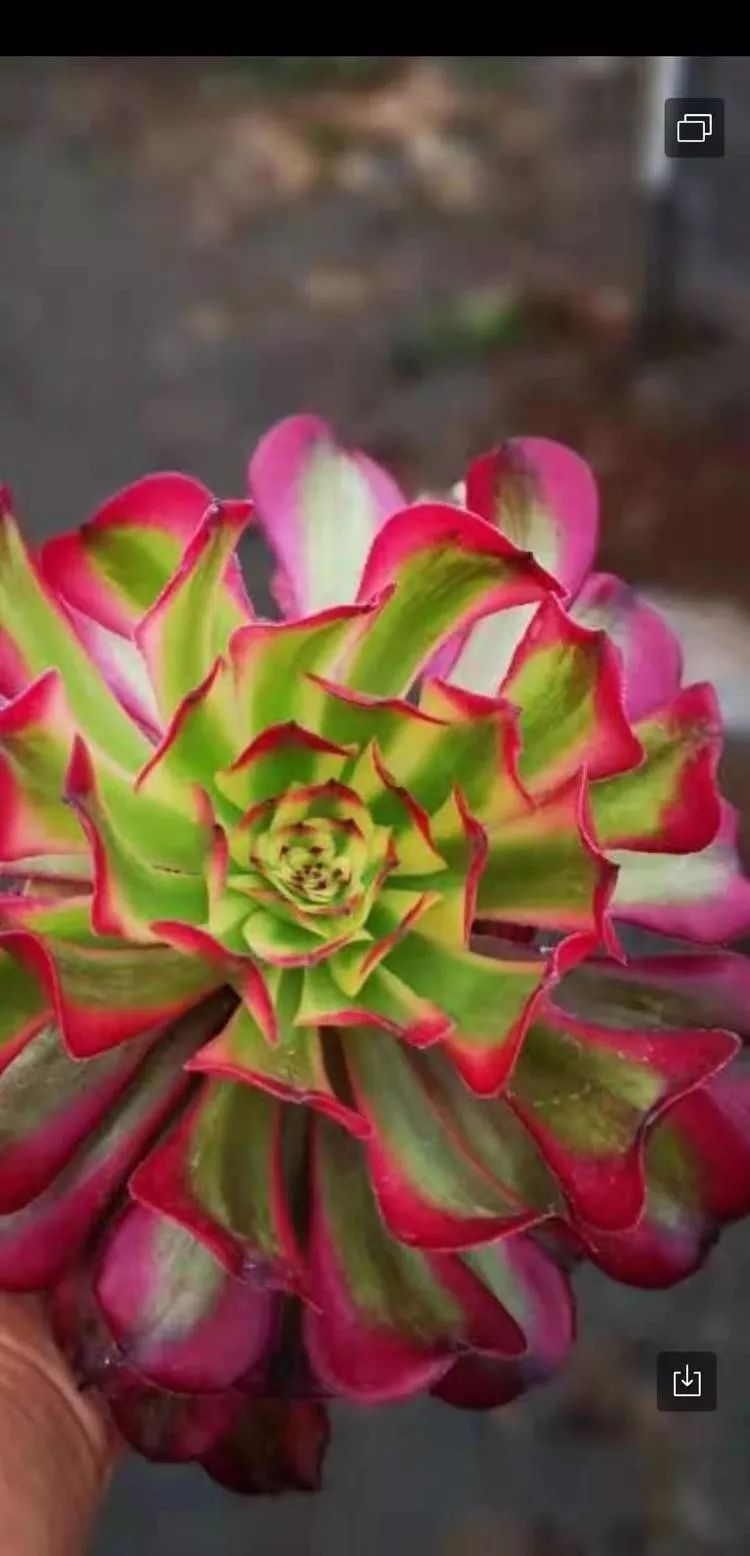 法师主根黑腐了怎么办,法师黑腐还能救活吗