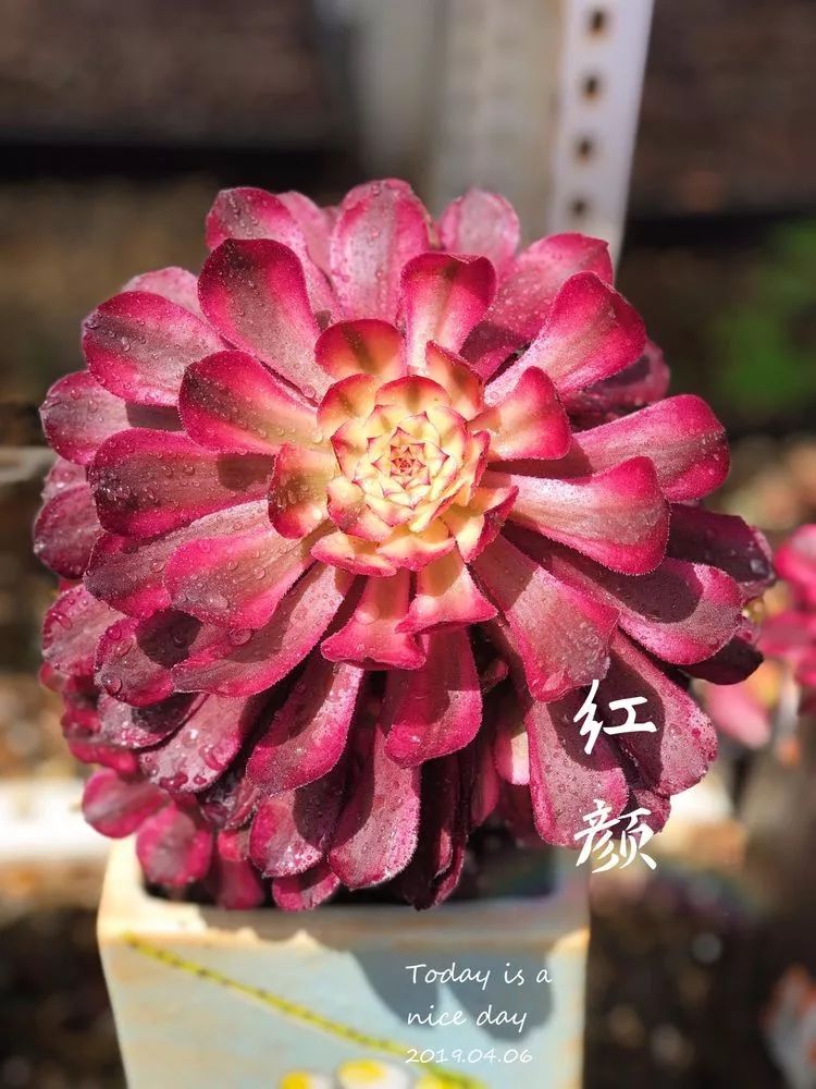 法师黑腐是什么原因,法师叶子黑腐是咋回事