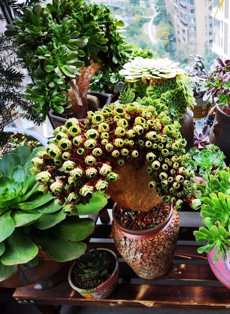 法师主根黑腐了怎么办,法师黑腐还能救活吗