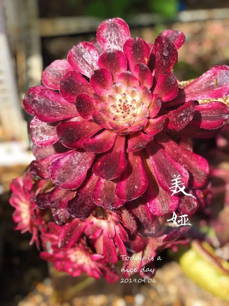 法师黑腐是什么原因,法师叶子黑腐是咋回事