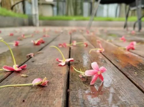 青舍行走|大城隐士张军的「自在」路